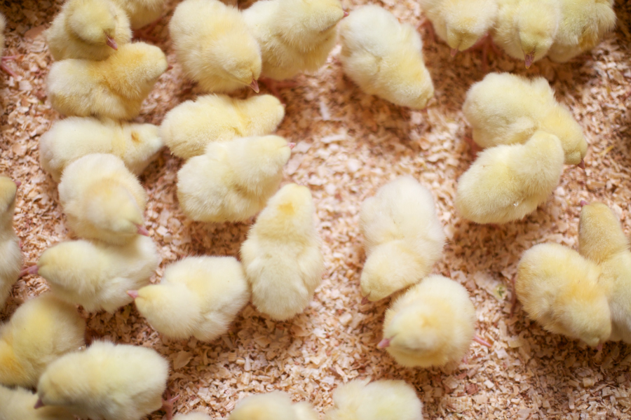 in-depth-guide-to-chick-feed-for-baby-chickens-what-to-feed-baby